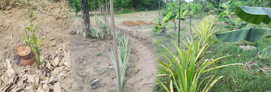 Ecological friendly sustainable farming 